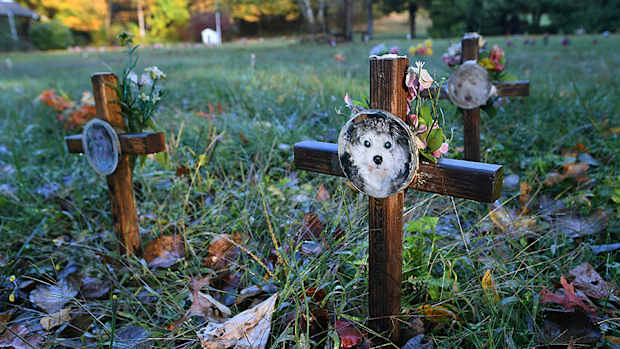 An image of graves in a pet cemetary.